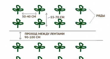 Jak správně zasadit lilek na otevřeném prostranství: schéma výsadby, agrotechnická opatření, střídání plodin
